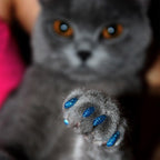 100PCS Anti Scratch Paw Covers for Cats and Kittens Nail Protector Soft Paw - Flat-M