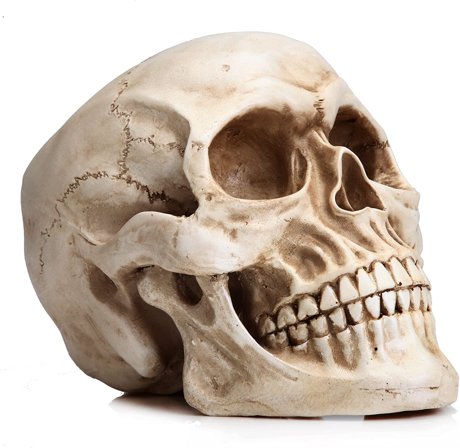1:1 Replica Realistic Human Adult Skull Head Bone Model