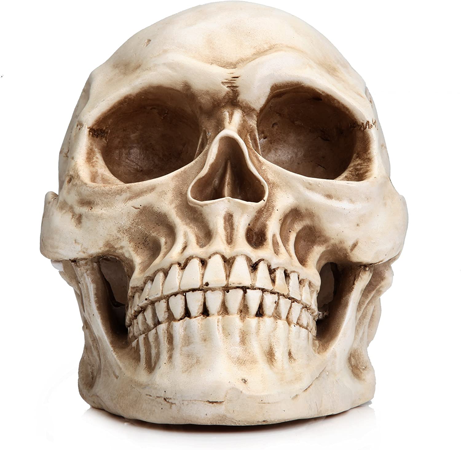 1:1 Replica Realistic Human Adult Skull Head Bone Model